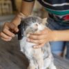 Pet Kuaförlük Sertifikası