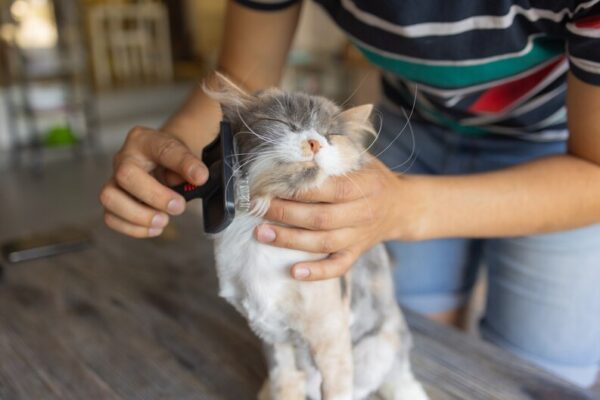 Pet Kuaförlük Sertifikası